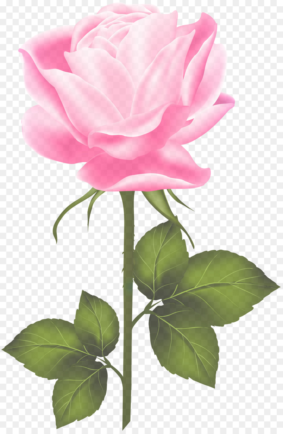 Ramo De Rosas Rosadas，Rosas PNG