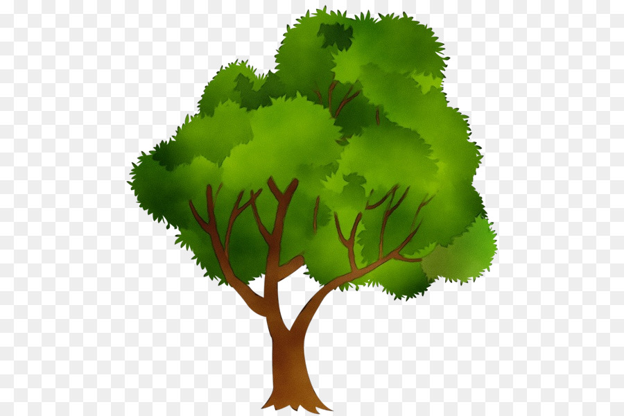 Árbol Bonsái，Árbol PNG