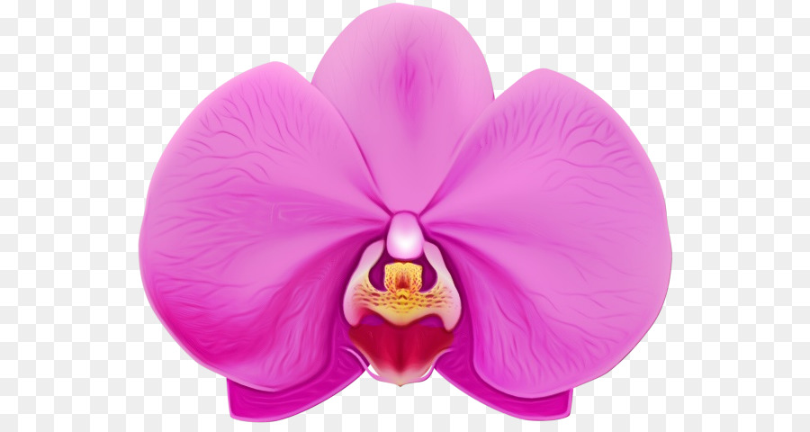 Orquídea，Rosa PNG