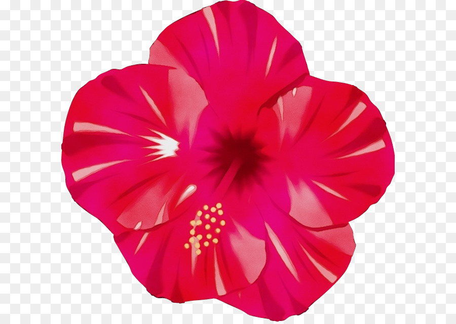 Flor Rosa，Florecer PNG