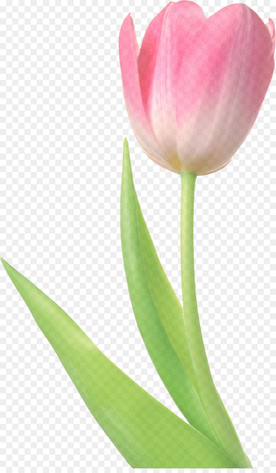 Tulipán，Planta PNG