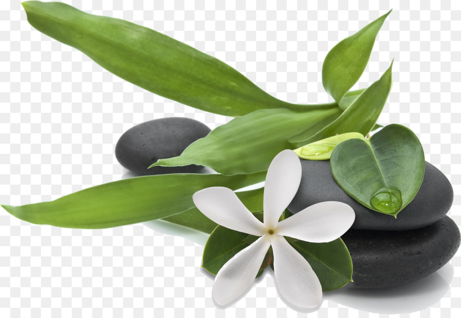 Flor，Planta PNG