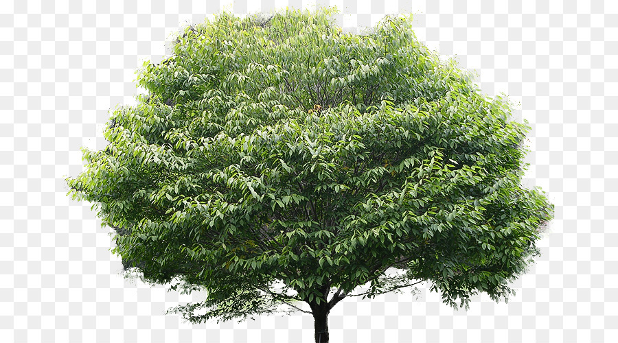 árbol，Planta PNG