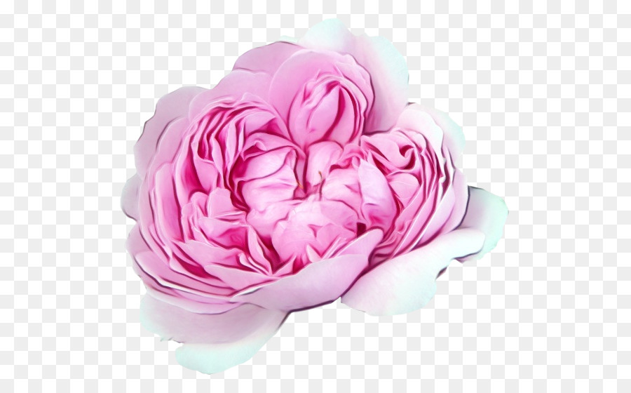 Flor Rosa，Florecer PNG