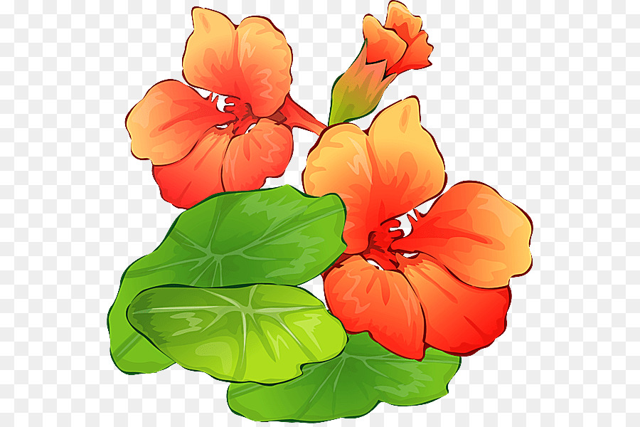 Flores De Anturio，Hojas PNG