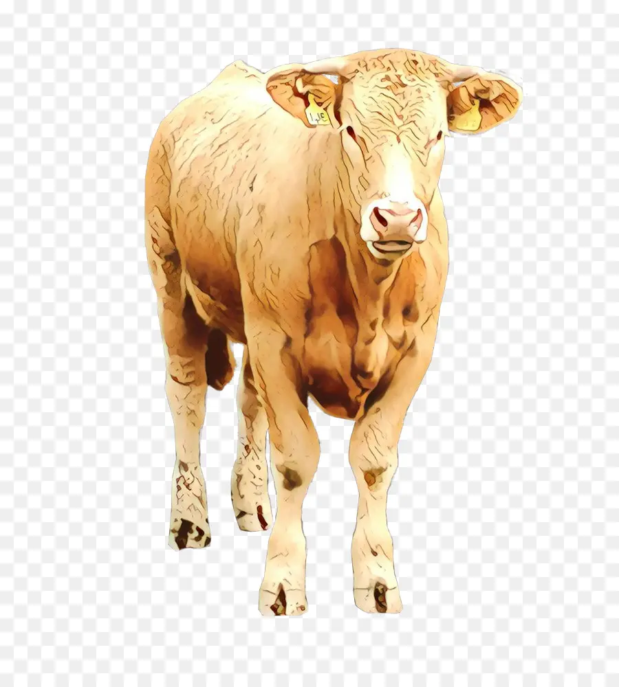 De La Especie Bovina，Cuerno PNG