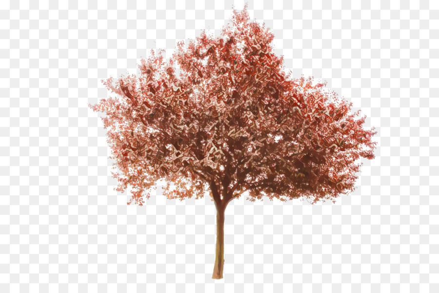 árbol，Planta PNG