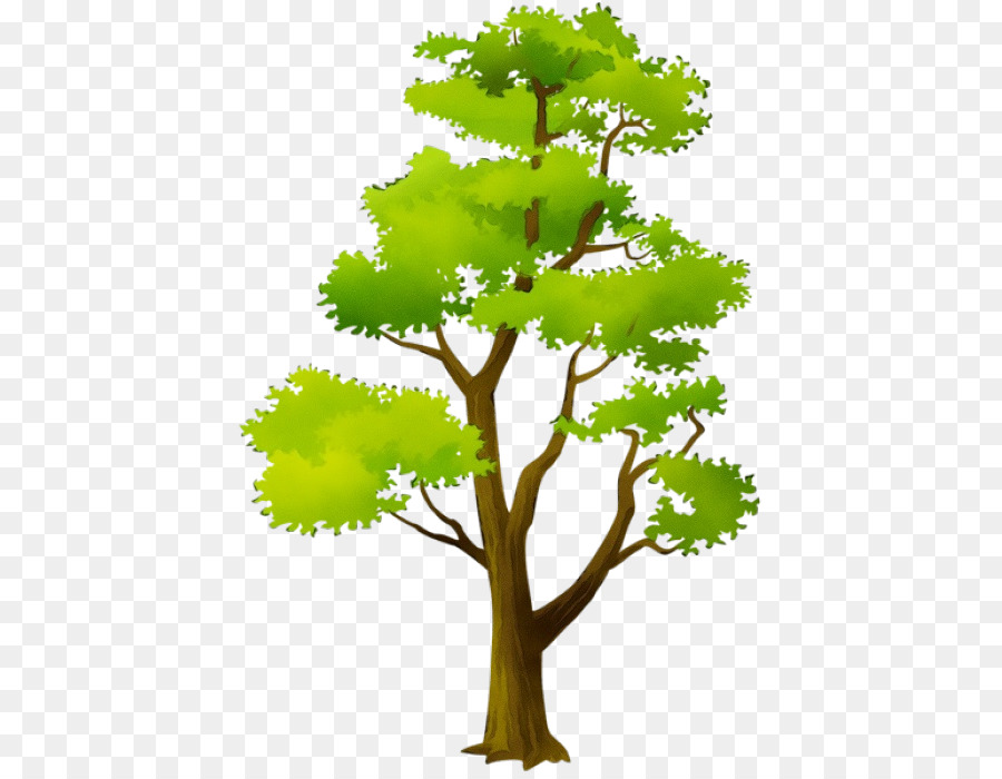 árbol，Planta PNG
