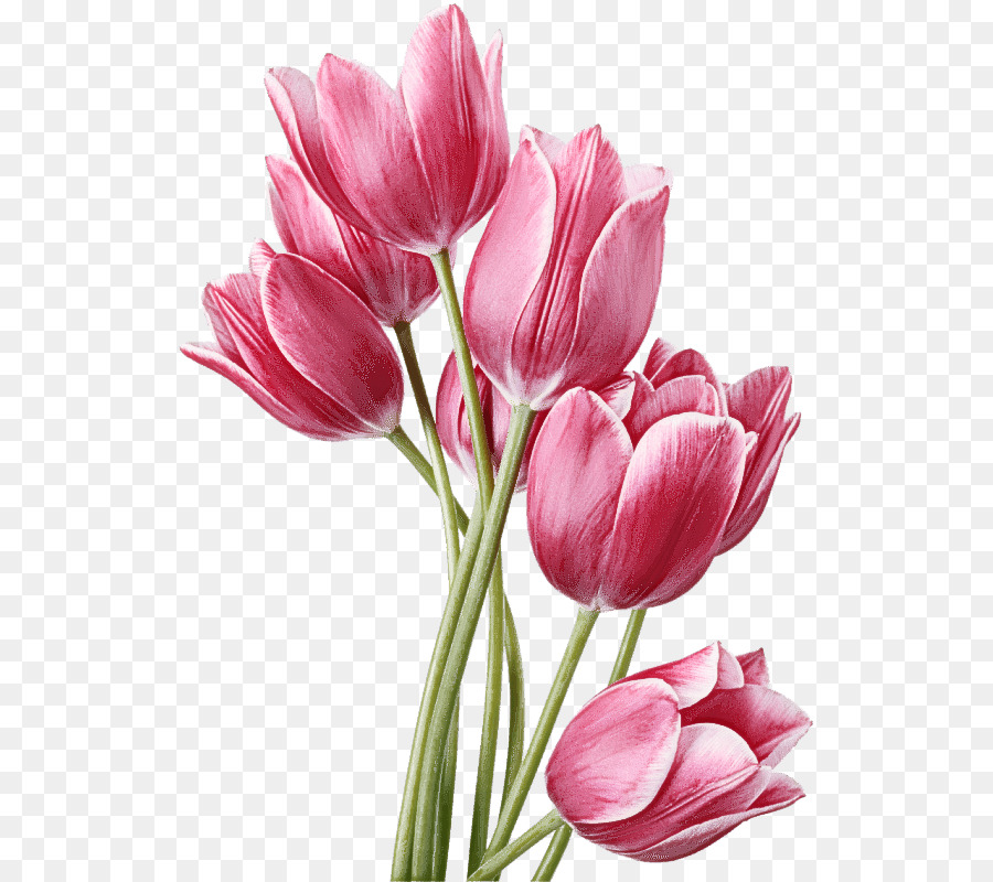 Tulipanes Rosados，Ramo PNG