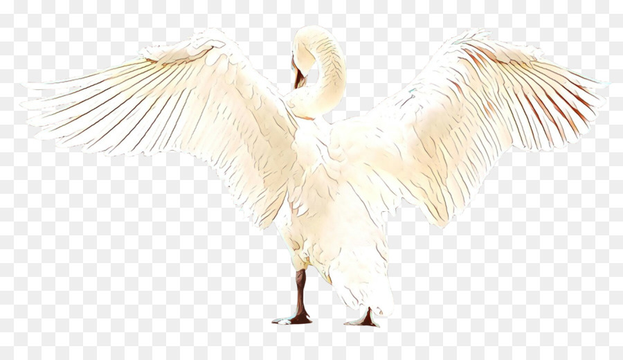 Blanco，Pluma PNG