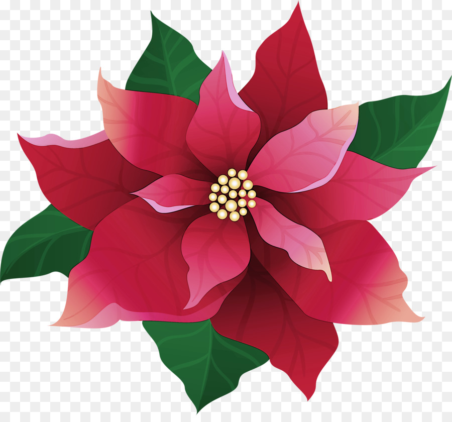 Flor De Pascua，Rojo PNG