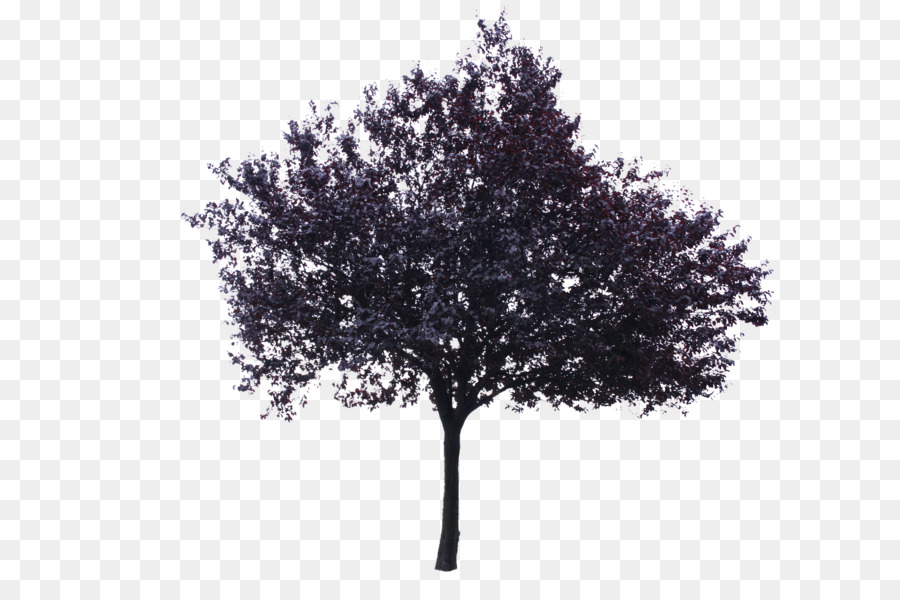 árbol，Planta Leña PNG