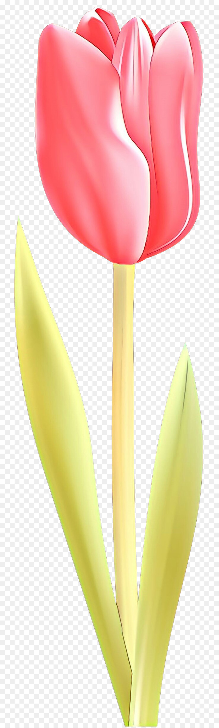 Amarillo，Tulip PNG