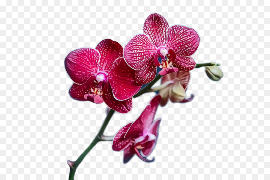 Orquídea Rosa，Florecer PNG