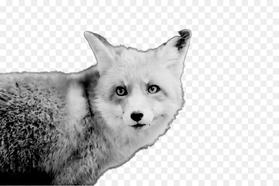 Blanco，Negro PNG