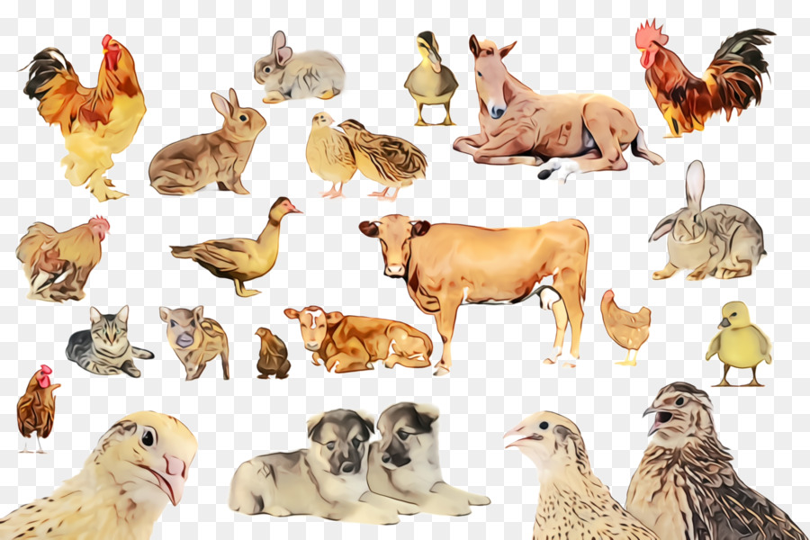 Pollo，Animal Figura PNG