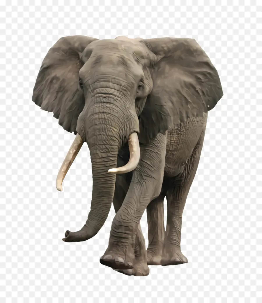 Elefante，Fauna PNG