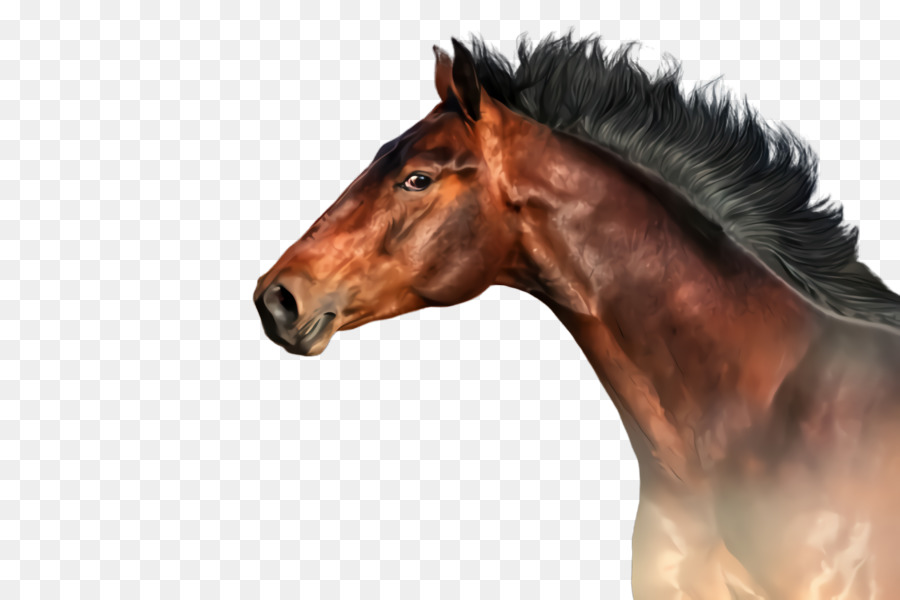 Caballo，Melena PNG