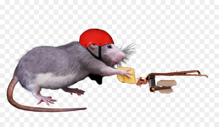 Rata，Ratón PNG