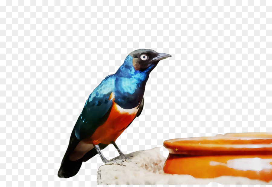 Aves，Pico PNG