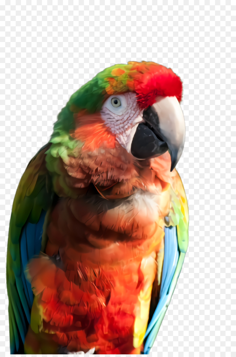 Loro Colorido，Pájaro PNG