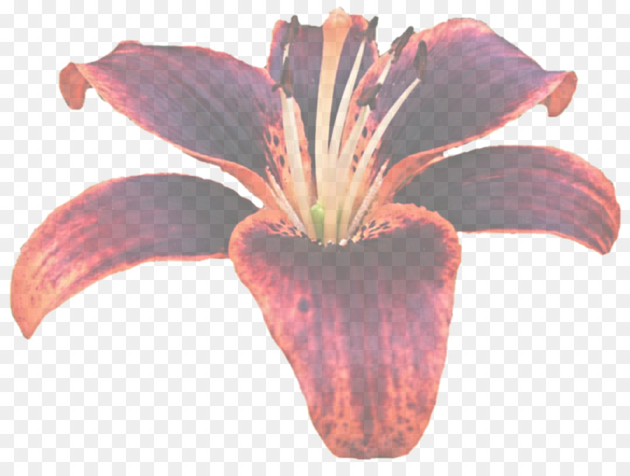 Lily，Flor PNG