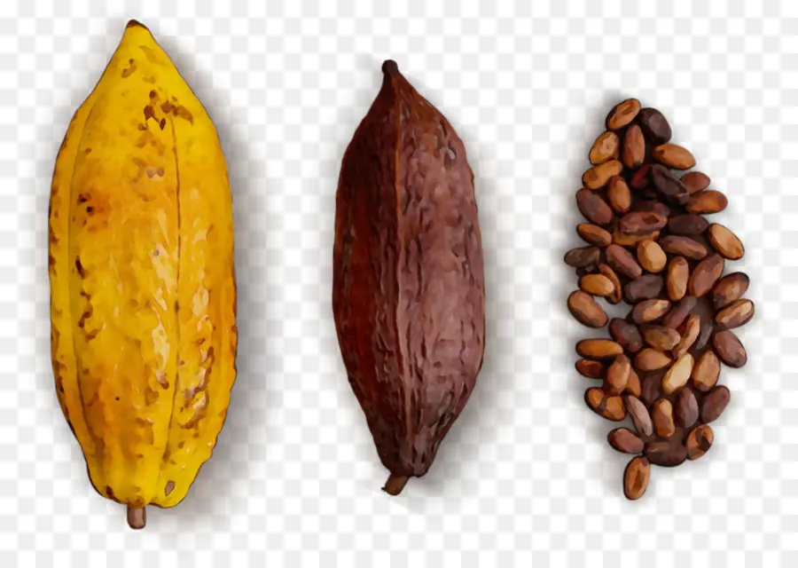 Planta，Grano De Cacao PNG