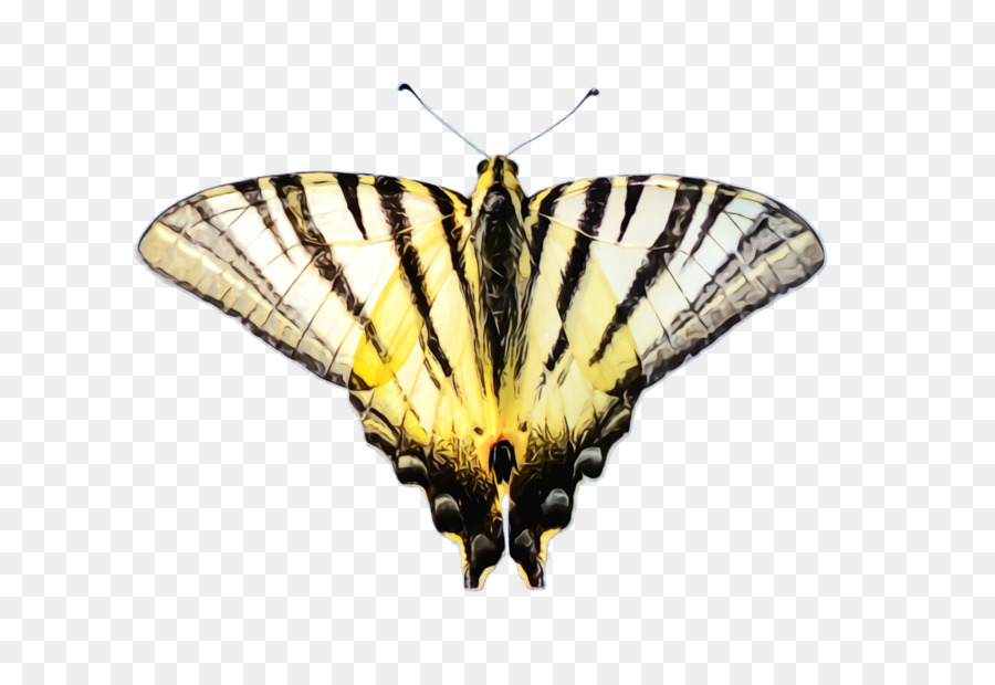 Las Polillas Y Las Mariposas，Mariposa PNG