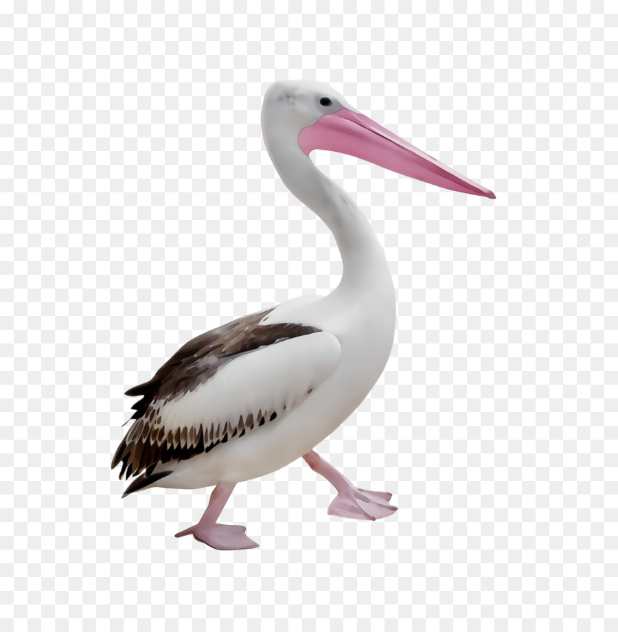 Pájaro，Pelícano PNG