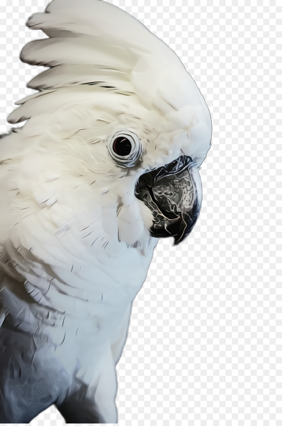 Aves，Cockatoo PNG