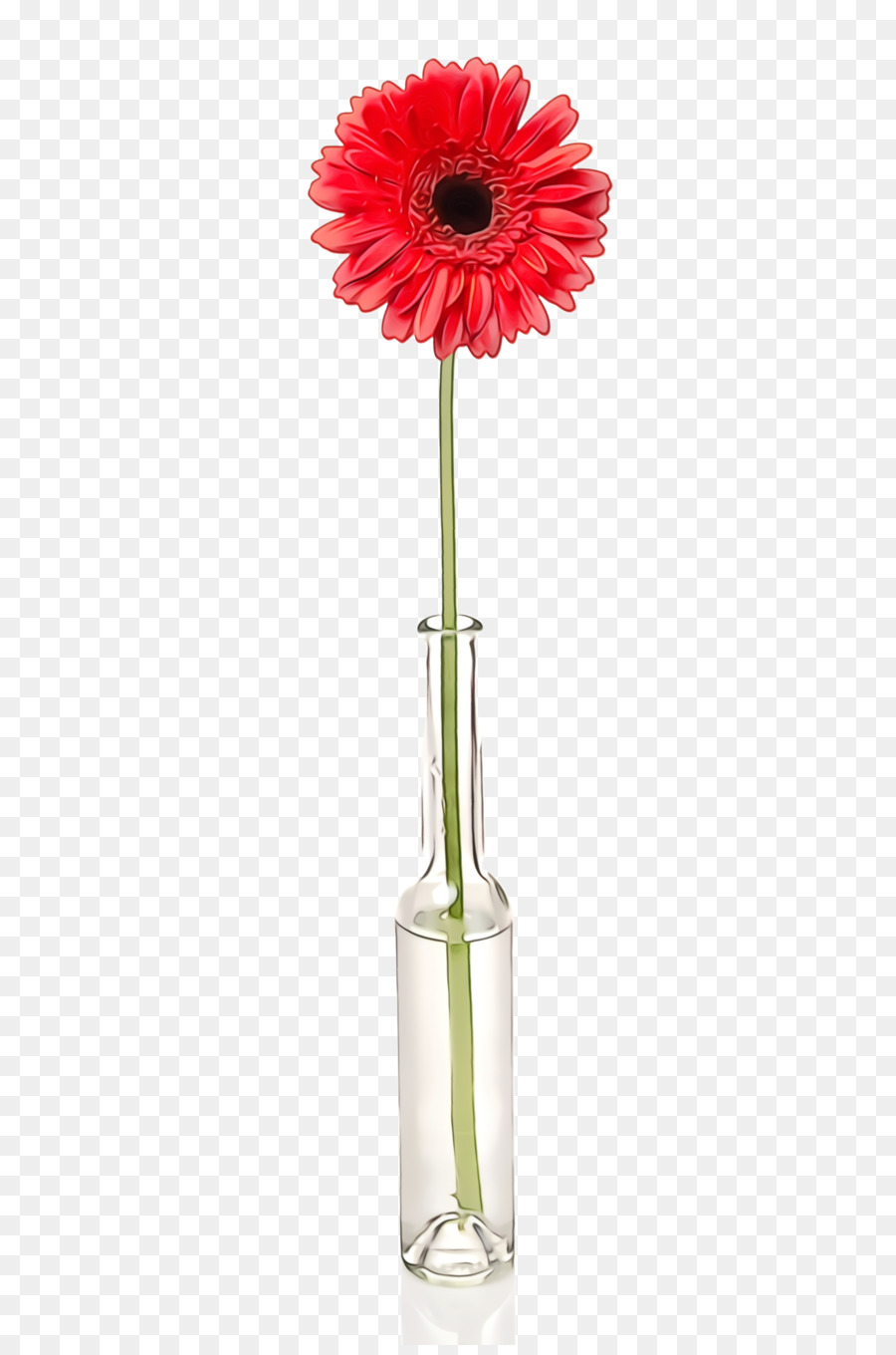 Gerbera，Florero PNG