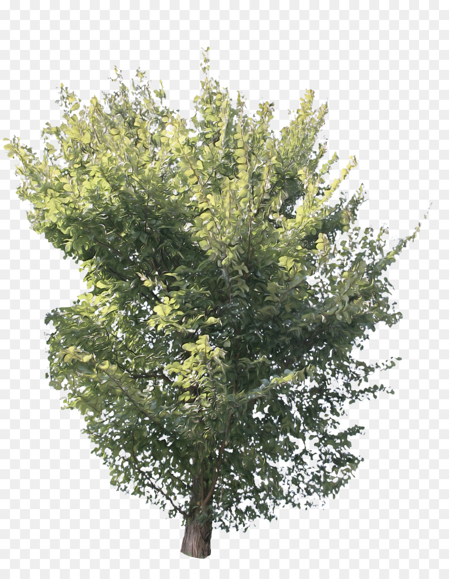 árbol，Planta PNG