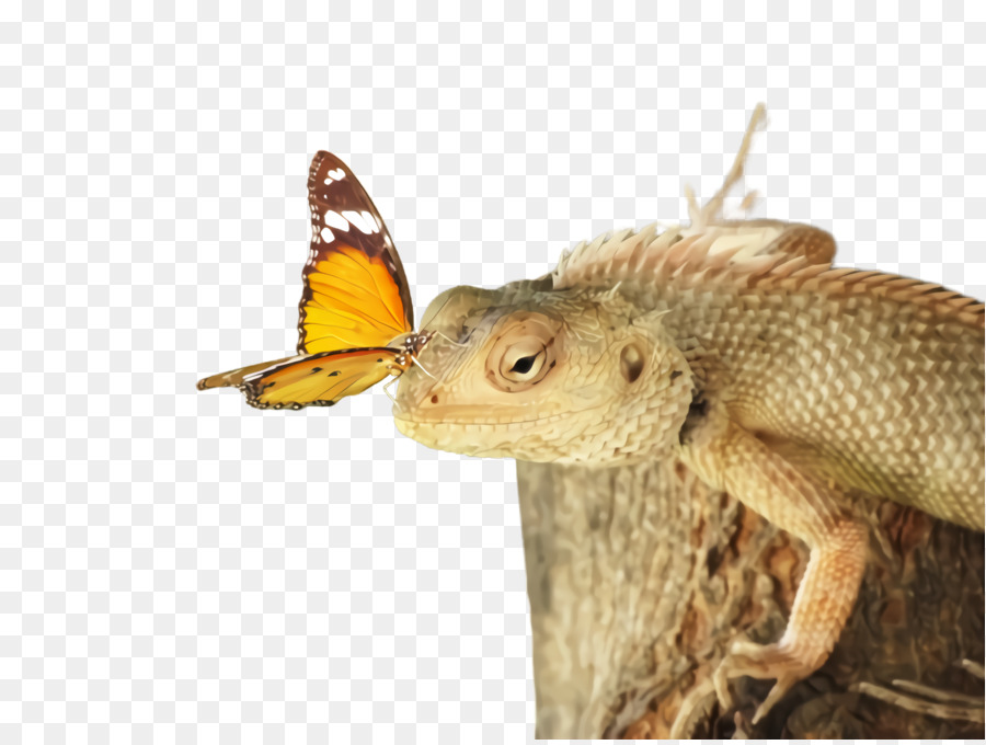 Los Insectos，Reptiles PNG