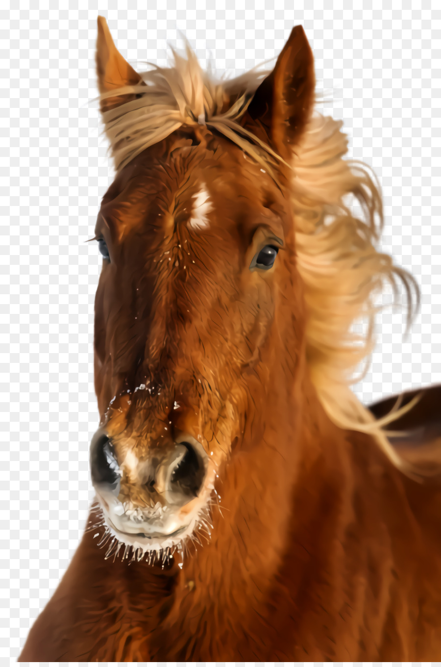 Caballo，Acedera PNG