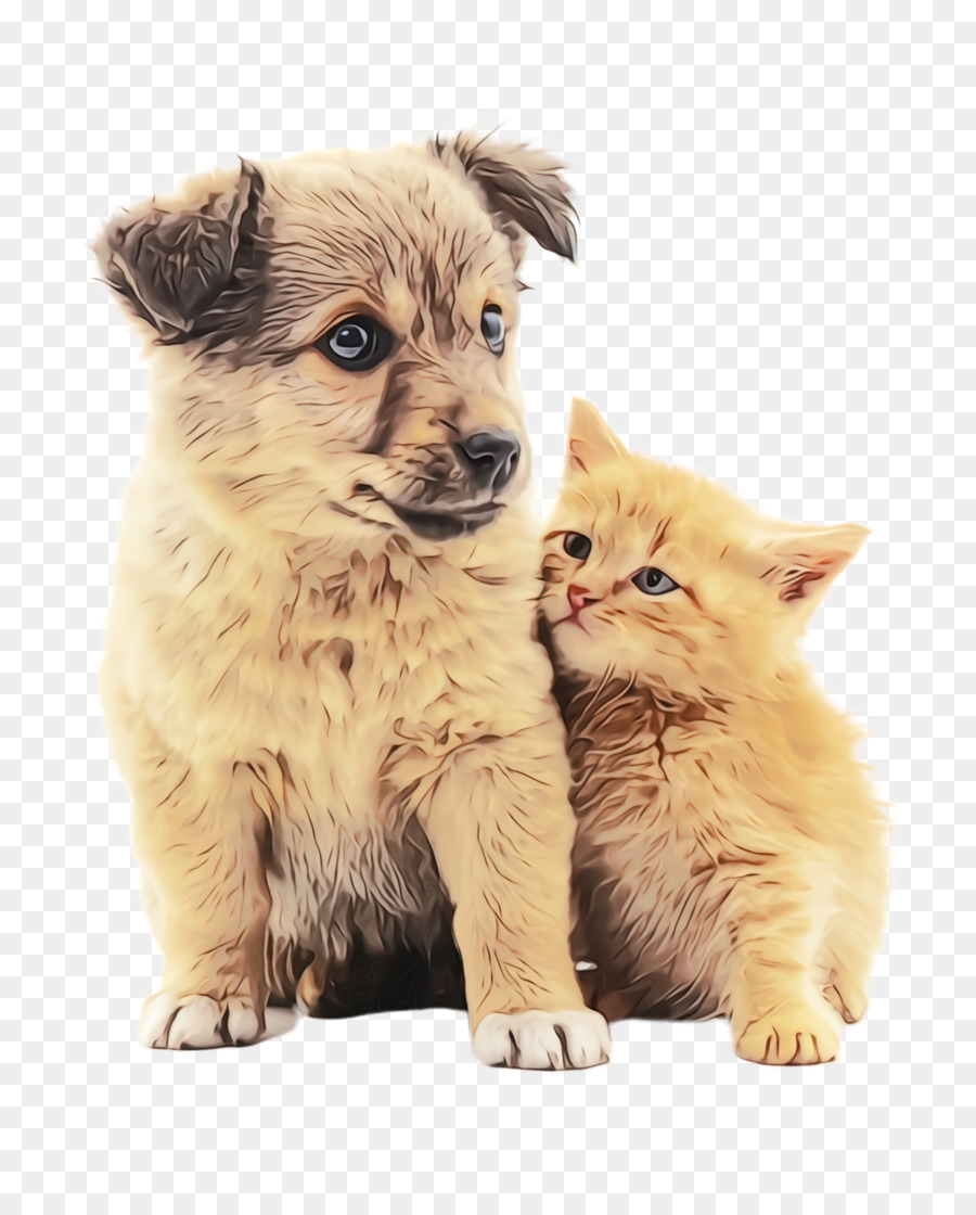 Pequeño Y Lindo Cachorro Y Gatito，Cachorro PNG