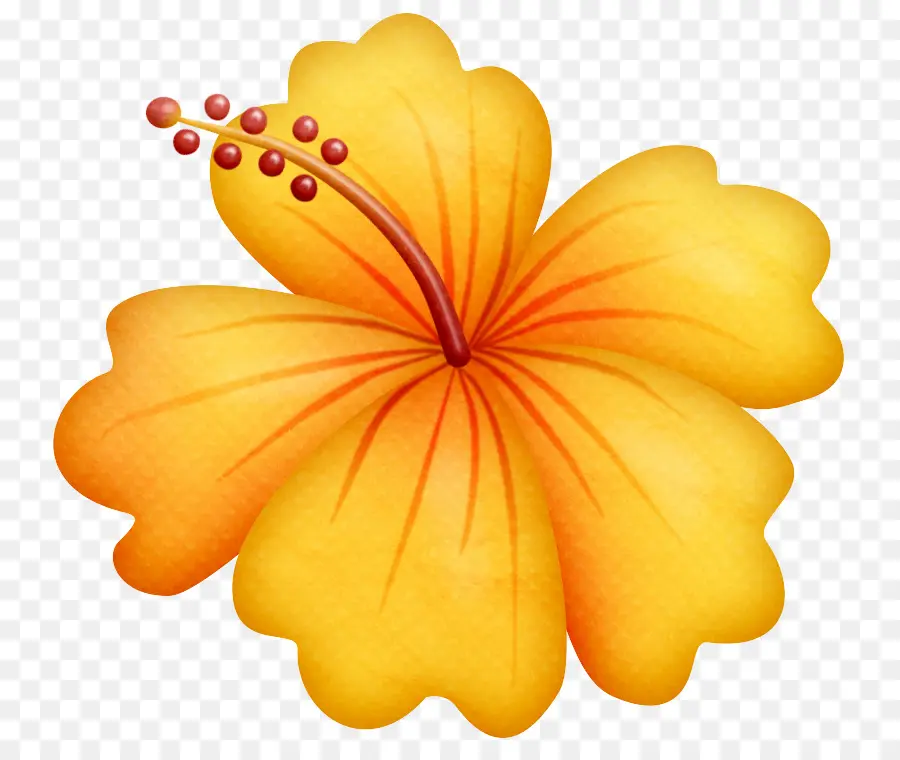 Hibiscus Hawaiian，Hibisco PNG