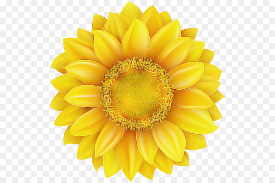 Amarillo，Gerbera PNG