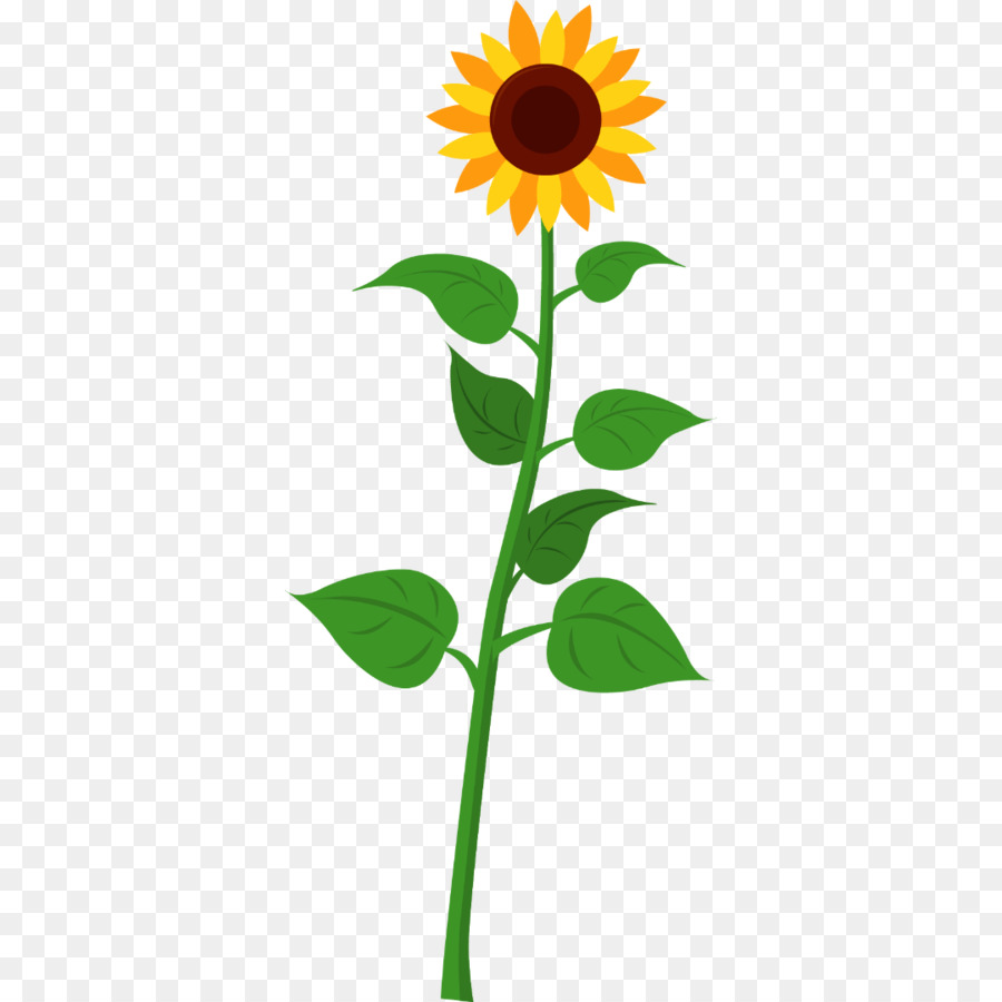 Flor，Girasol PNG