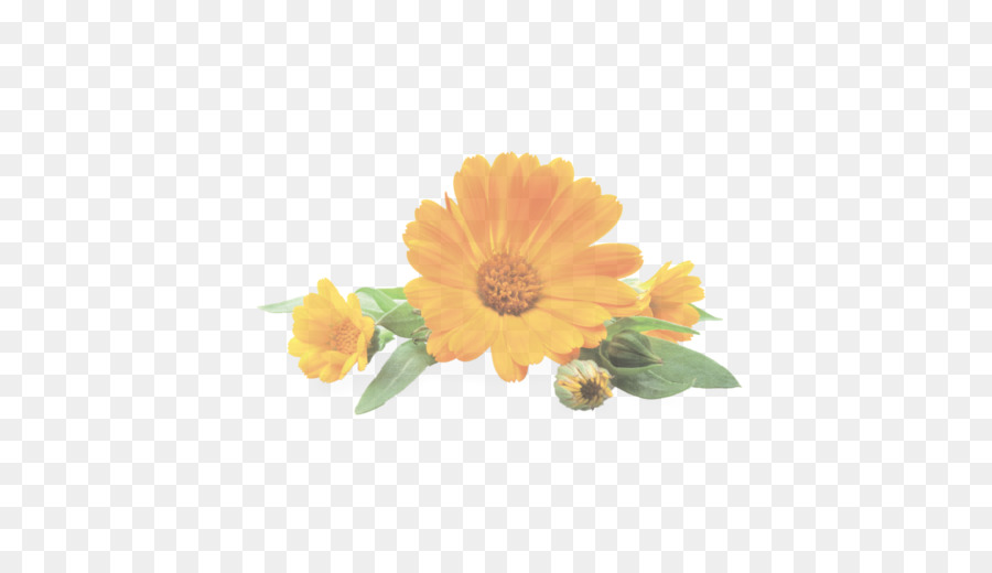 Flor，Amarillo PNG