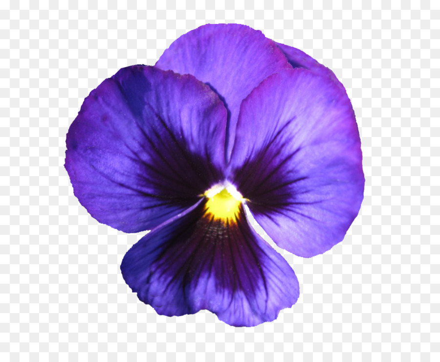 La Floración De La Planta，Violeta PNG