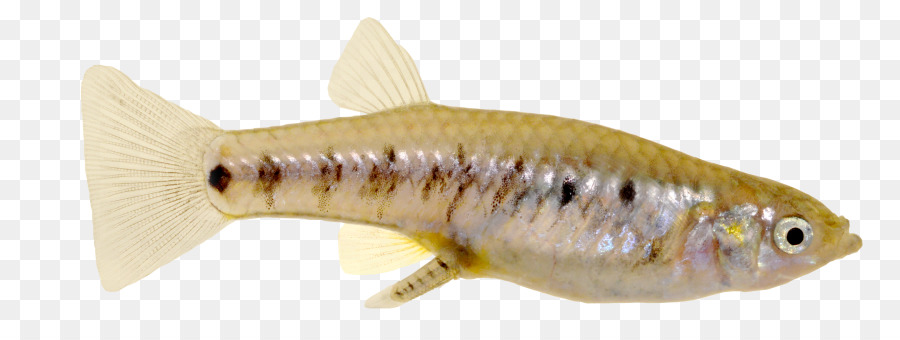 Los Peces，Pez De Cola PNG