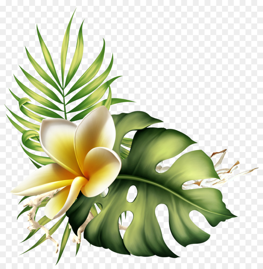 Flor，Planta PNG