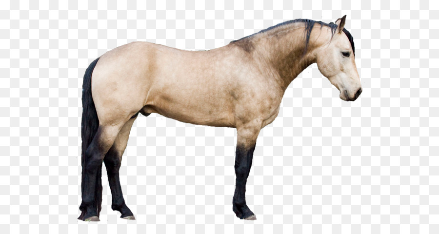 Caballo，Equino PNG