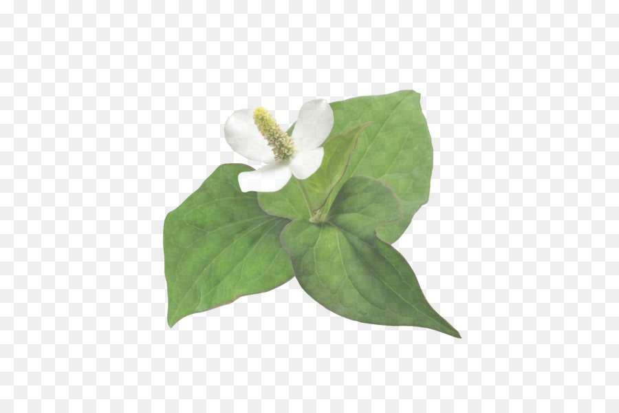 Hoja，Verde PNG