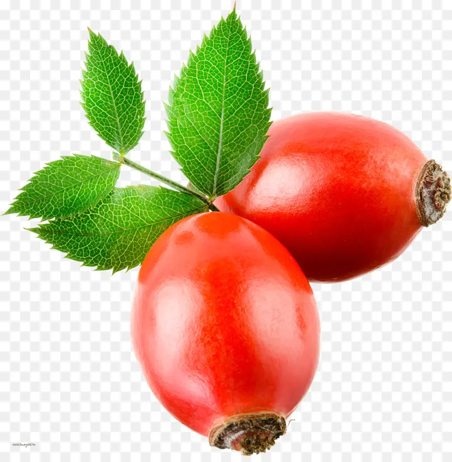 Frutos Rojos，Hojas PNG