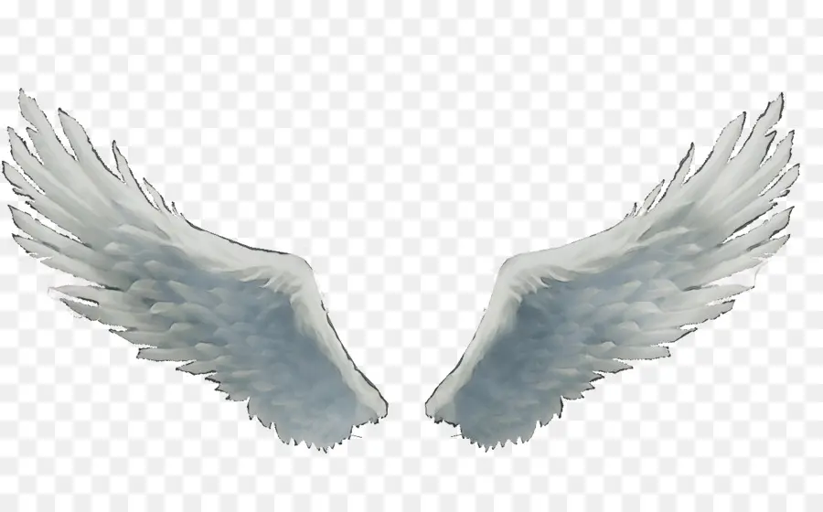 Alas，Plumas PNG