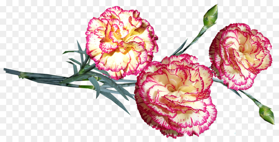 Flor，Clavel PNG