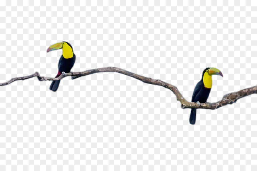 Aves，Pico PNG