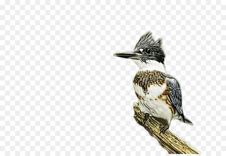 Aves，El Cinturón De Seguridad Kingfisher PNG