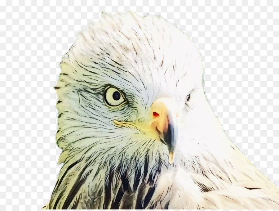 Aves，Pico PNG